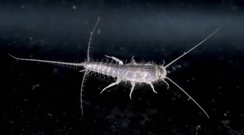 Poisson d&rsquo;argent : tout savoir pour lutter contre cet insecte