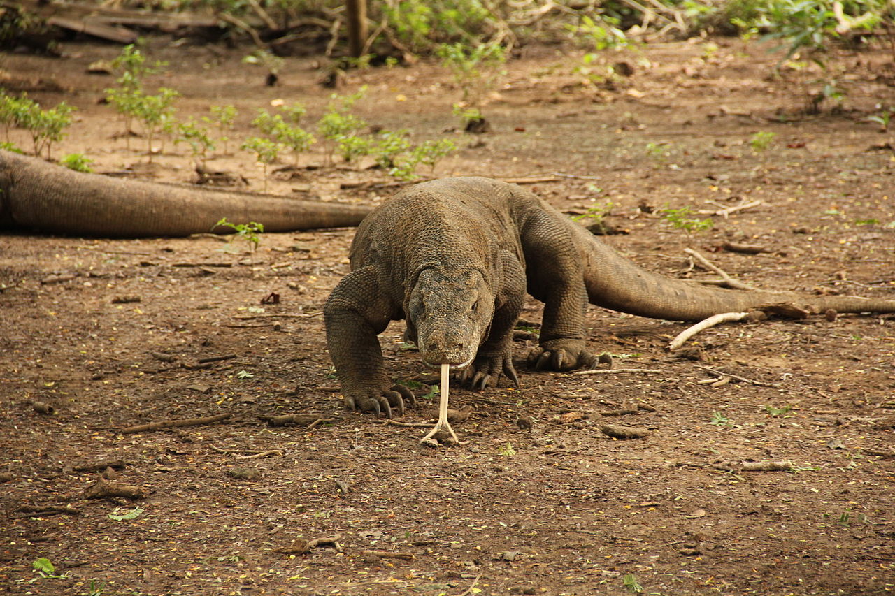Dragon de Komodo : tout savoir sur cet animal