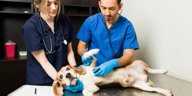 Assurance pour animaux : ce que vous devez savoir avant de souscrire