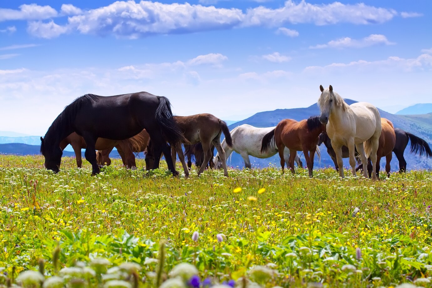 Monter sur ses grands chevaux : d&eacute;finition et origines