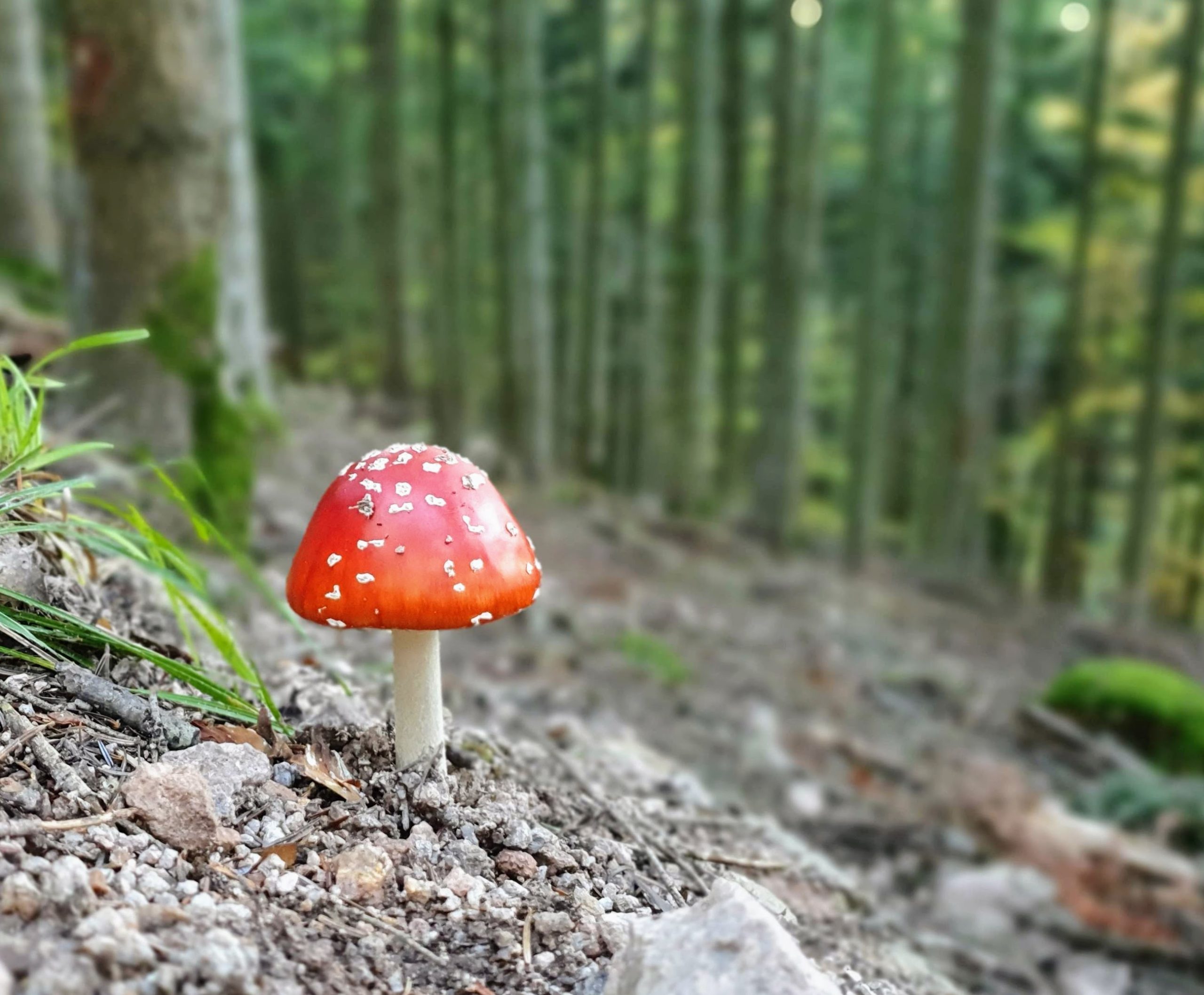Quiz champignons : diff&eacute;renciez les bons des mauvais !