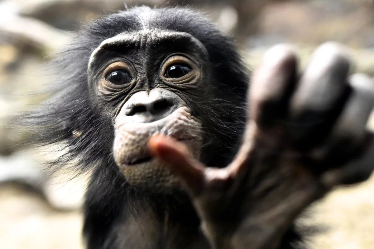 Des bonobos capables de rep&eacute;rer l&rsquo;ignorance humaine : une d&eacute;couverte fascinante