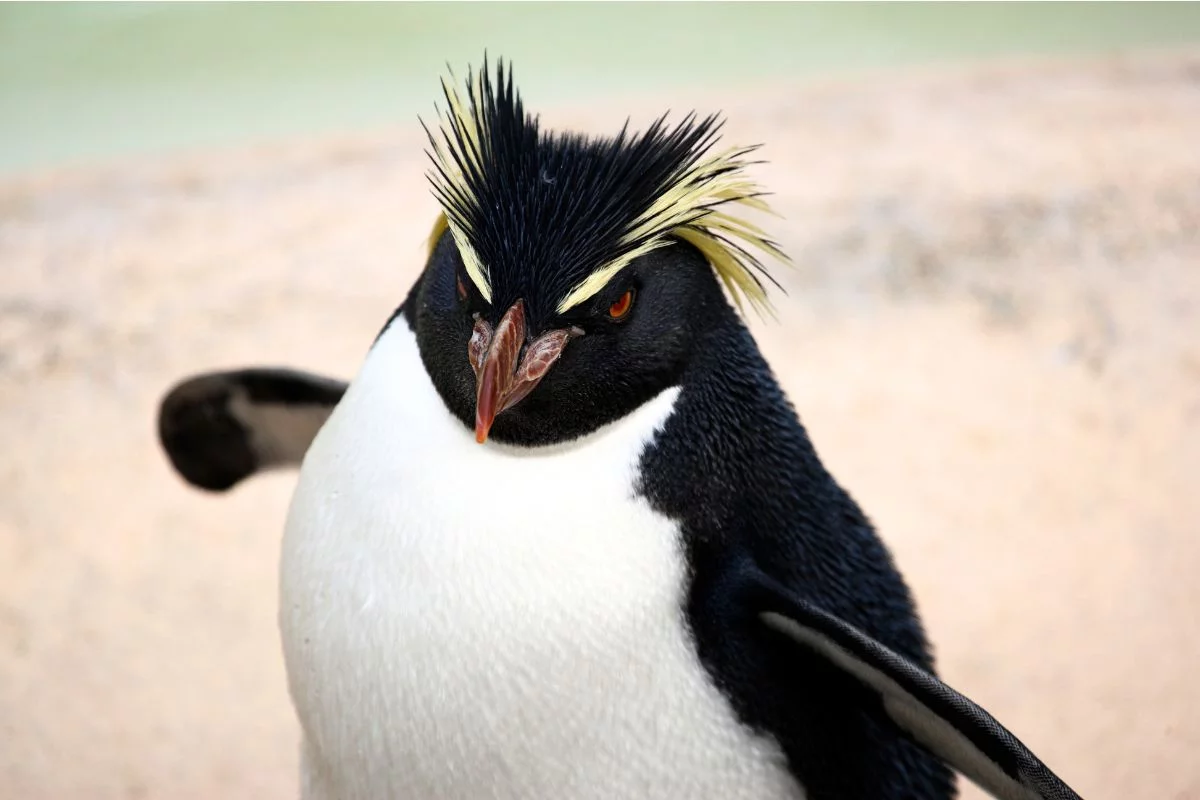 Rockaroni : l&rsquo;animal mutant qui d&eacute;fie toutes les lois de l&rsquo;&eacute;volution
