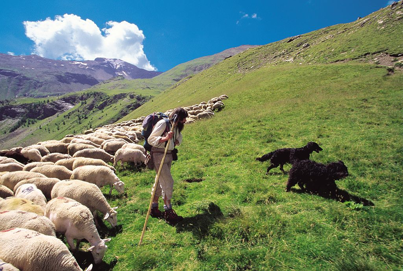 Quiz sur les groupes d&rsquo;animaux : saurez-vous tous les trouver ?