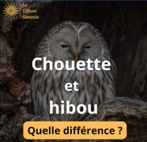 chouette hibou diff&eacute;rence