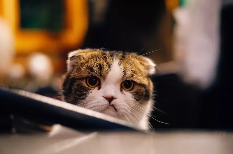 Question 4