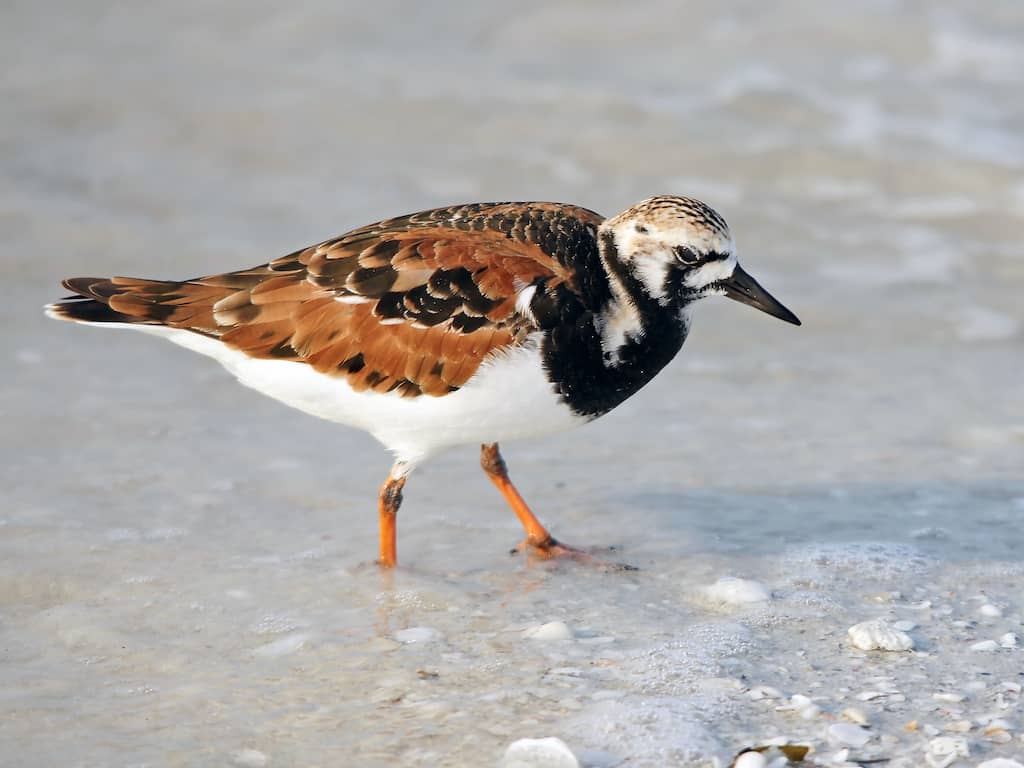 Illustration de la question 10