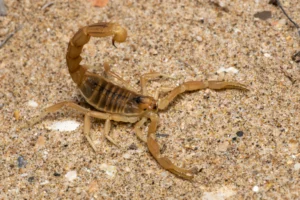 arthropode