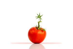 pourquoi la tomate est un fruit