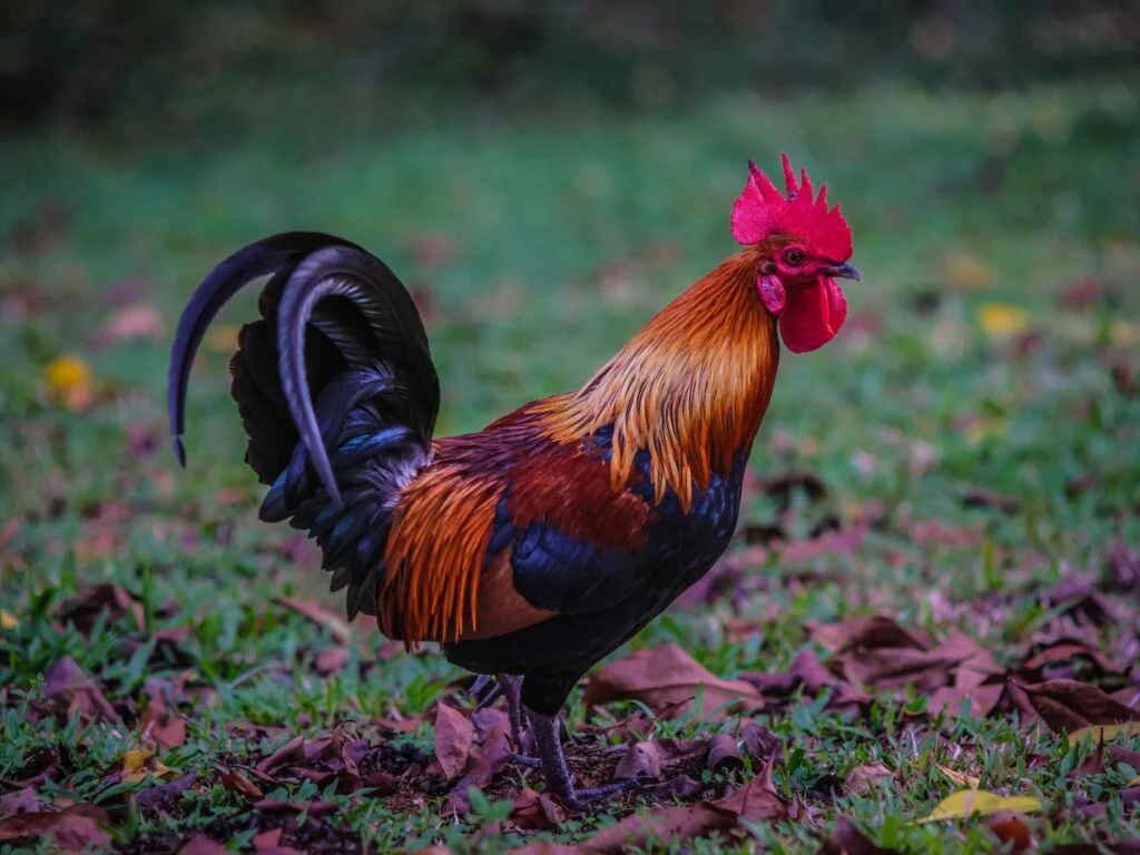 Pourquoi le coq est l'emblème de la France