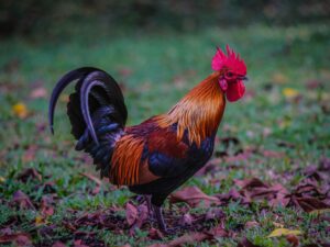Pourquoi le coq est l'embl&egrave;me de la France