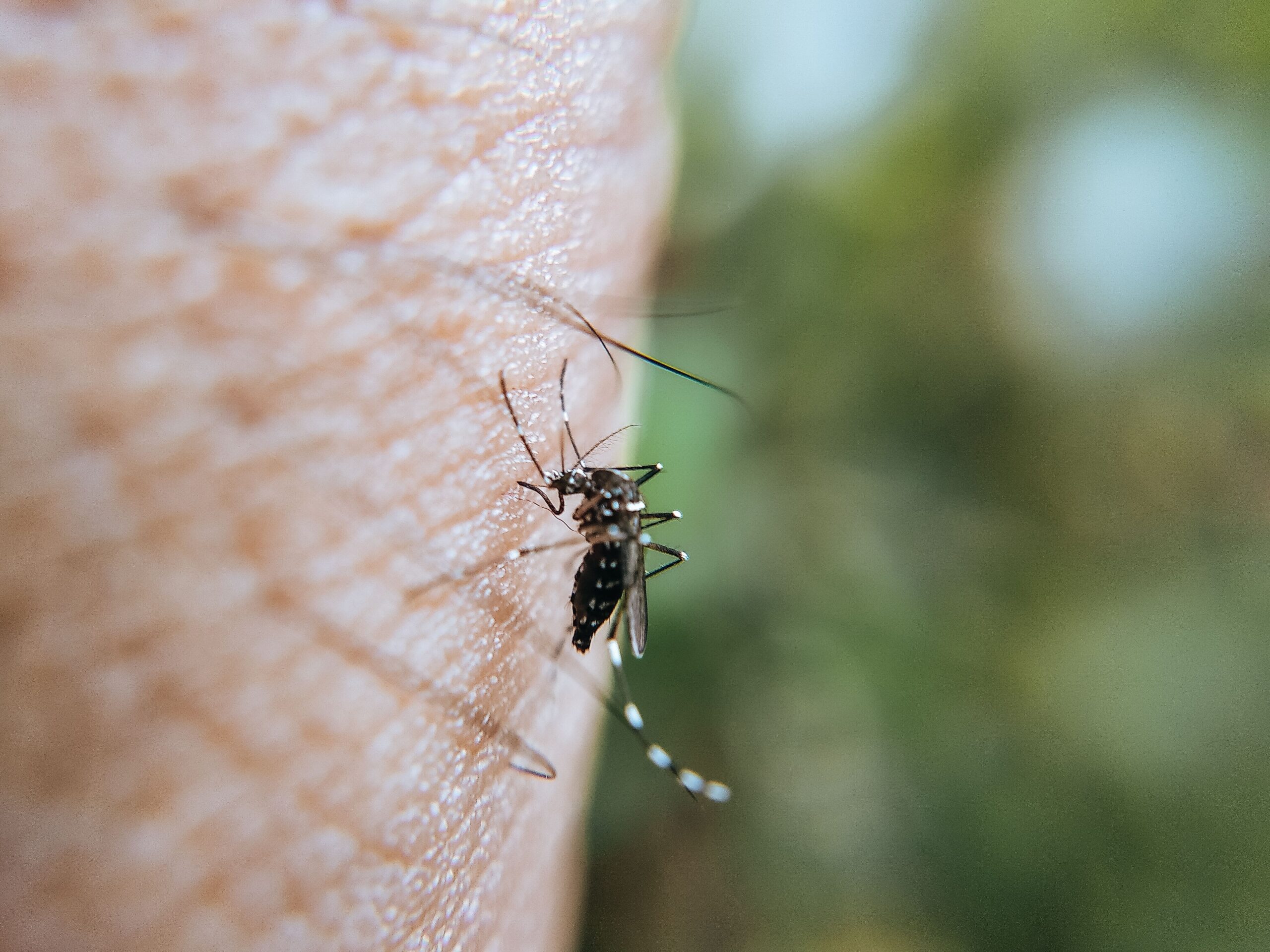 Pourquoi les moustiques piquent-ils plus certains ? Explication 🦟