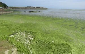 Pourquoi y a-t-il des algues vertes en Bretagne