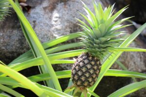 arbre ananas