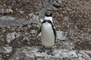 penguin